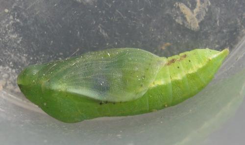 Réf. 311 070 : Colias alfacariensis
